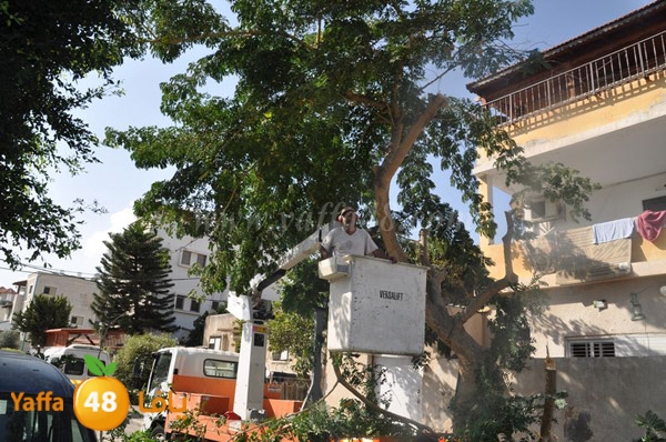 trees lud 1112 (19).JPG